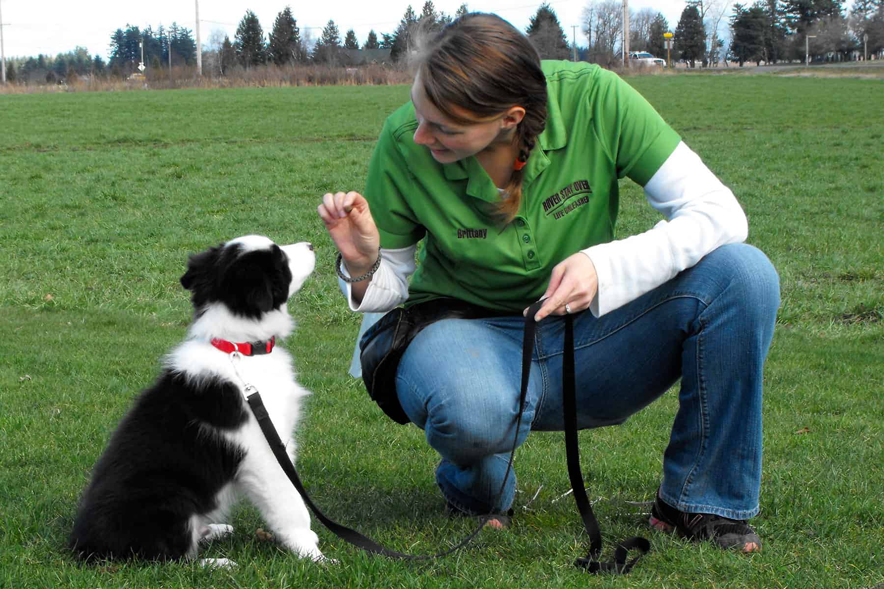 Tailoring Training Methods for a Border Collies Sensitive Nature