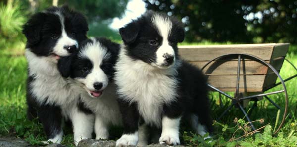 Tailoring Training Methods for a Border Collies Sensitive Nature