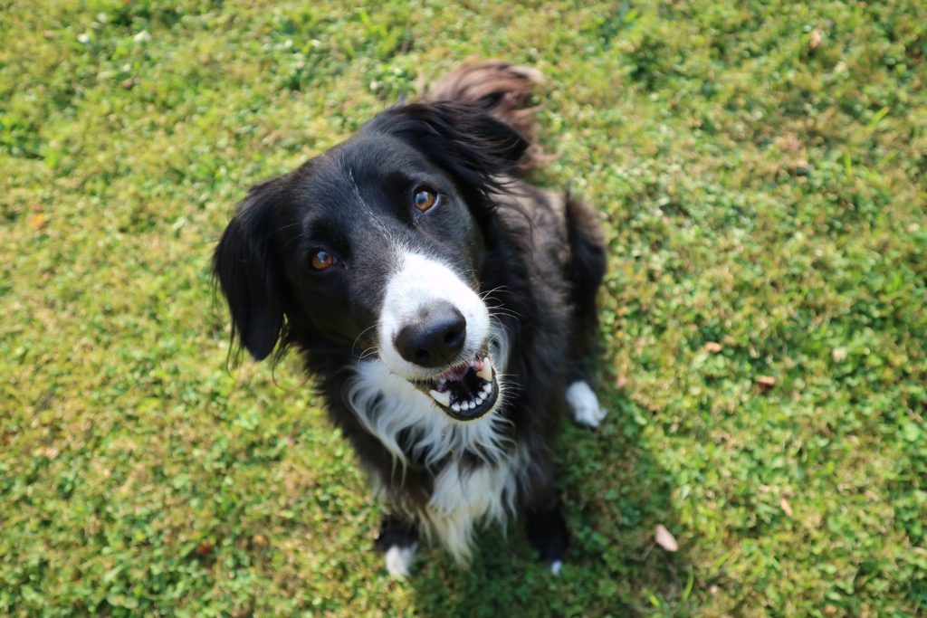 The Importance of Consistency in Border Collie Training