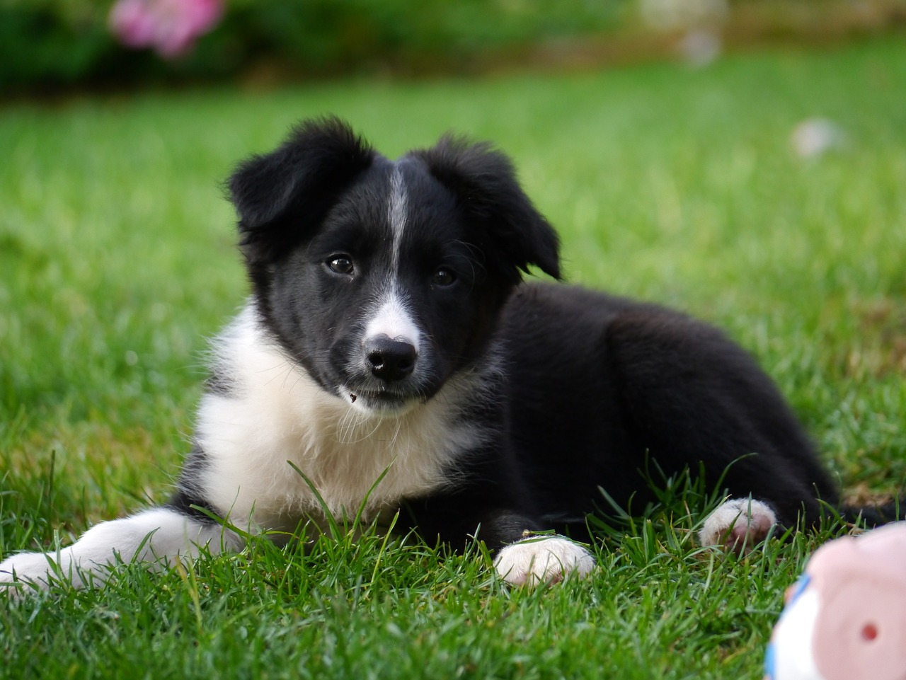 The Importance of Consistency in Border Collie Training