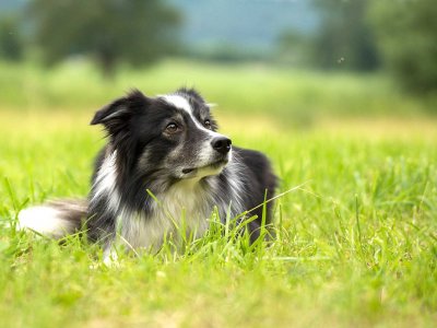 The Importance of Consistency in Border Collie Training