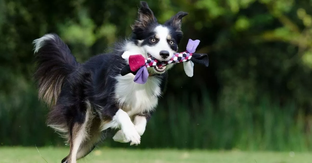 The Importance of Consistency in Border Collie Training