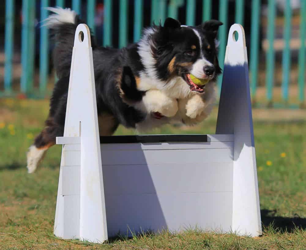 Unlocking the Hidden GPS: The Border Collies Extraordinary Sense of Direction