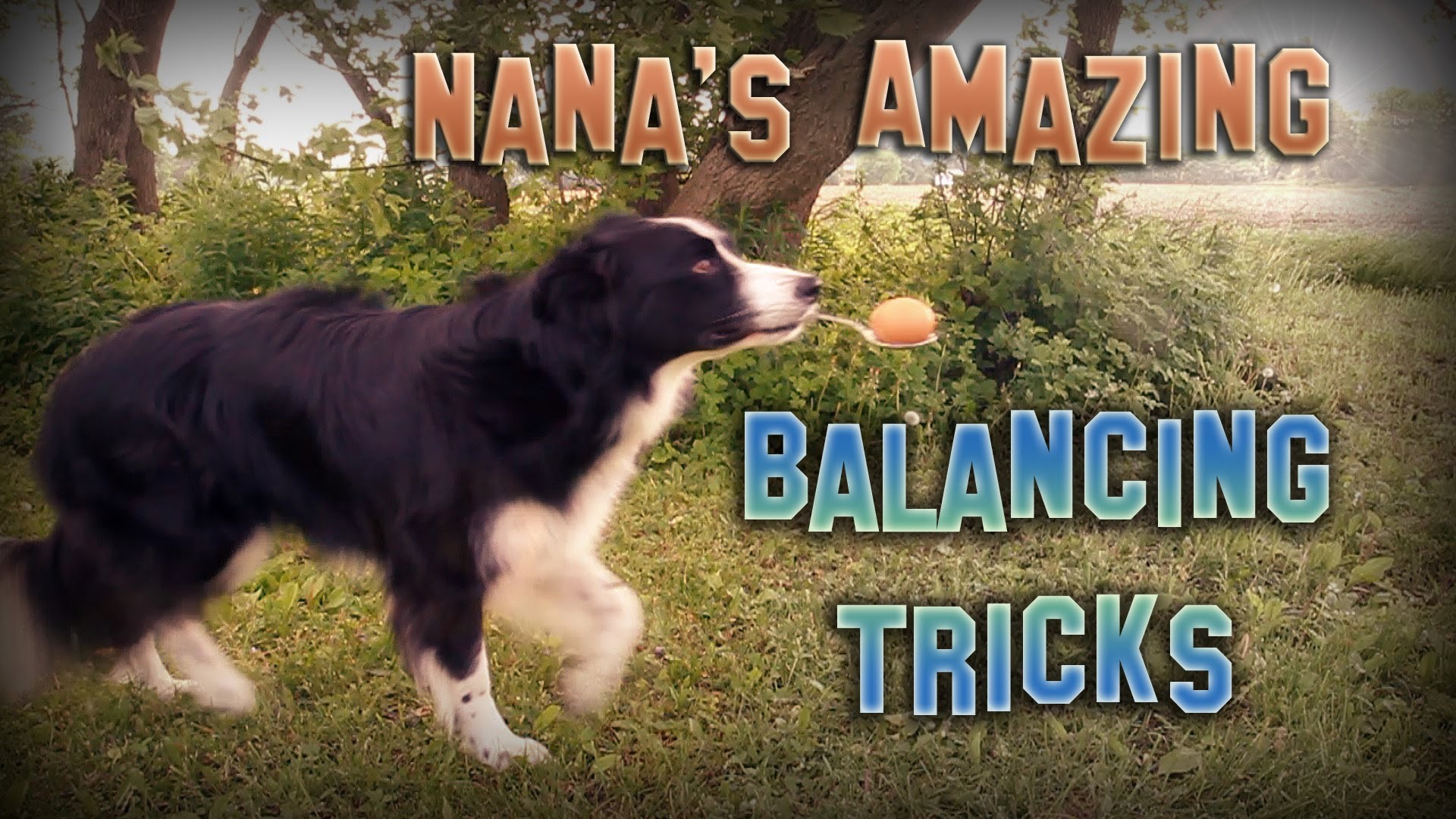 Unveiling the Border Collies Remarkable Navigation Skills