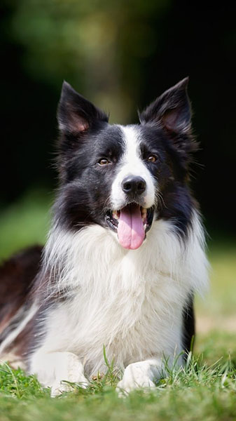 Unveiling the Border Collies Remarkable Navigation Skills