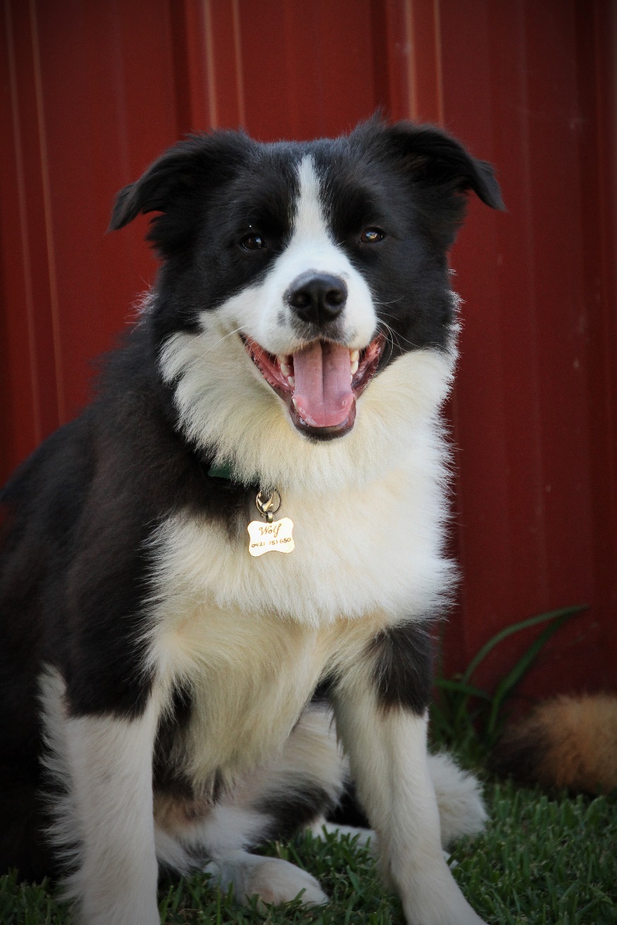 Unveiling the Border Collies Remarkable Navigation Skills