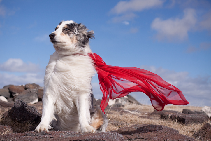 Unveiling the Border Collies Remarkable Navigation Skills