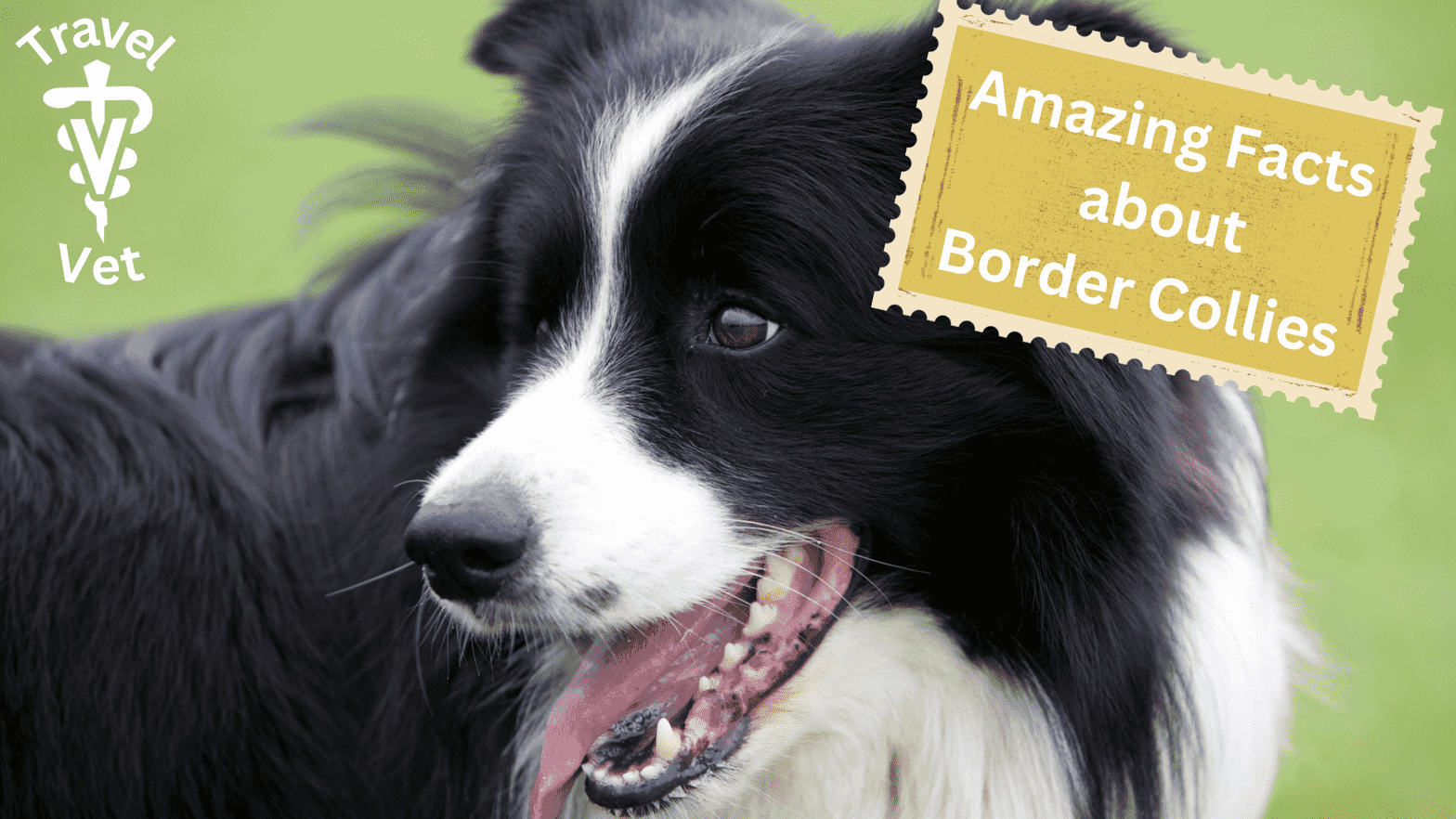 Unveiling the Border Collies Remarkable Navigation Skills