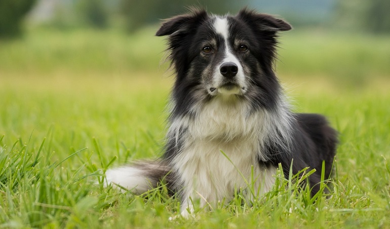 Unveiling the Scottish Borders: Birthplace of Border Collies