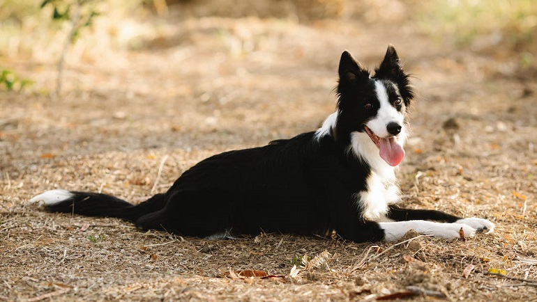 Unveiling the Scottish Borders: Birthplace of Border Collies