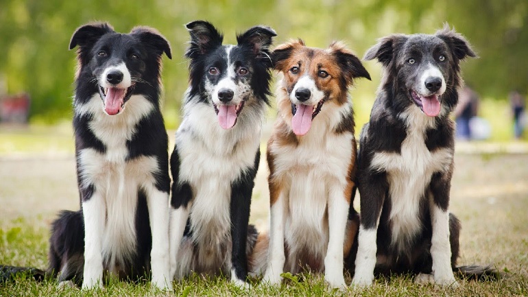 Unveiling the Scottish Borders: Birthplace of Border Collies