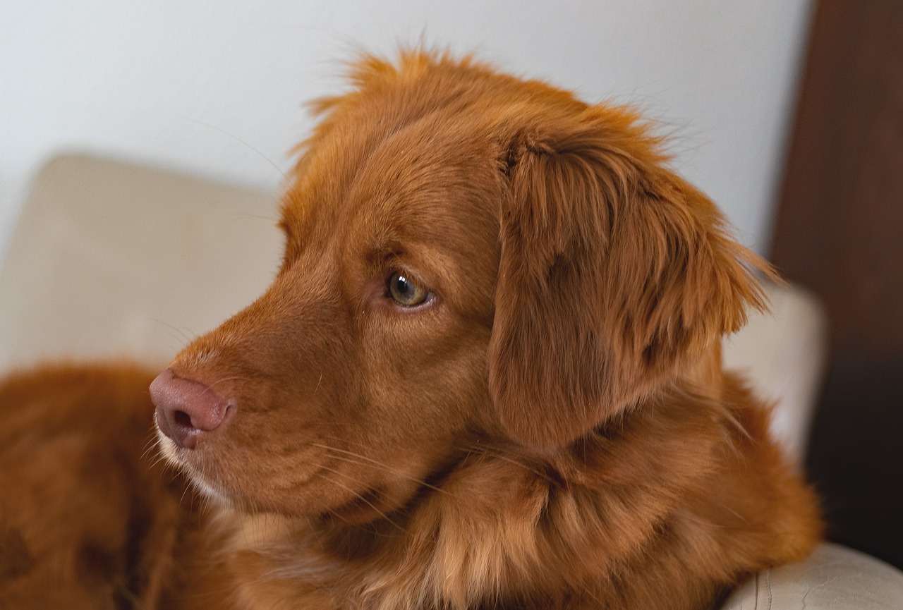 Building a Strong Bond Between Children and Your Border Collie