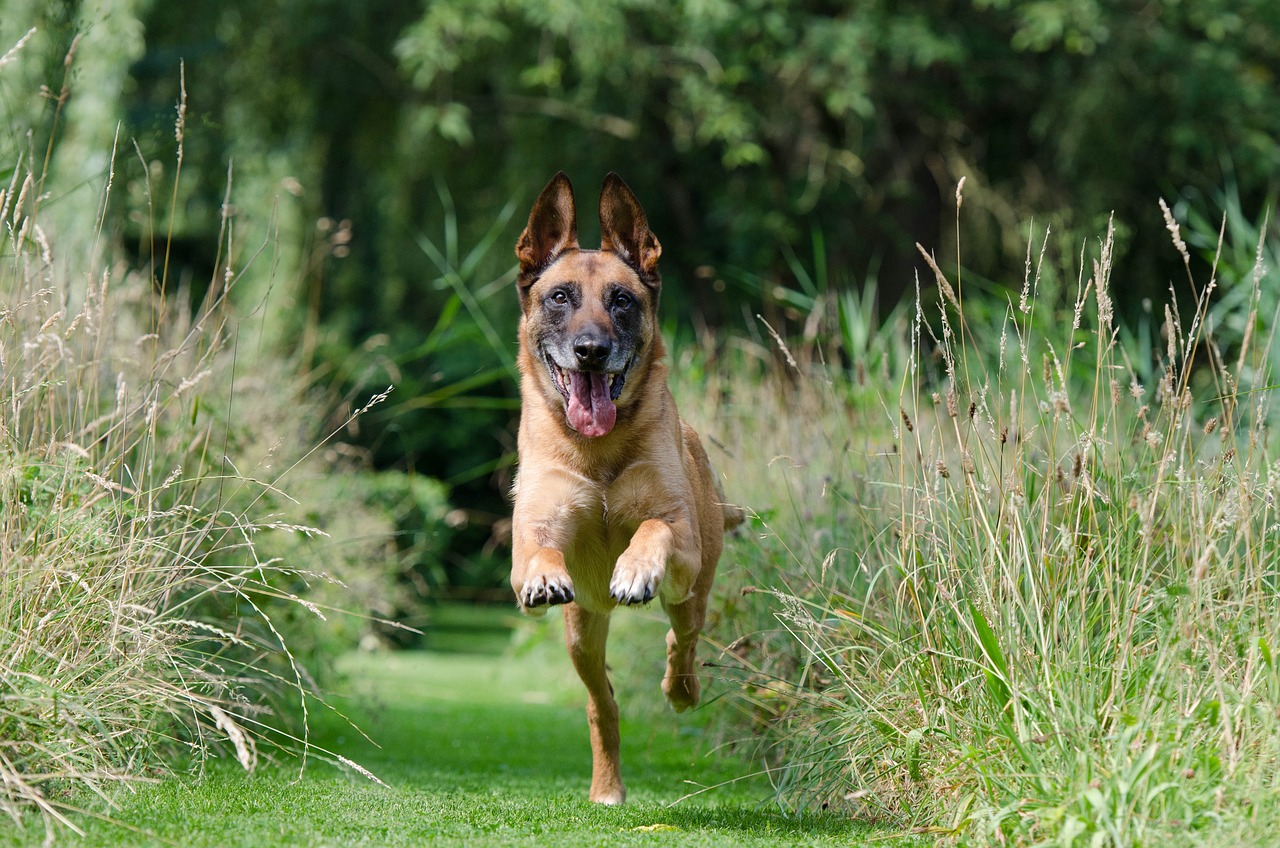 Must-Have Essential Skills for Border Collie Owners to Teach Their Dog