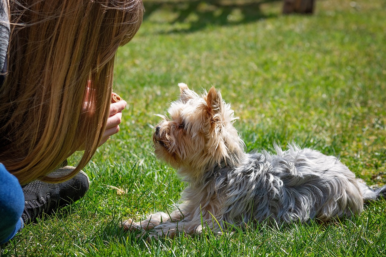 Must-Have Essential Skills for Border Collie Owners to Teach Their Dog