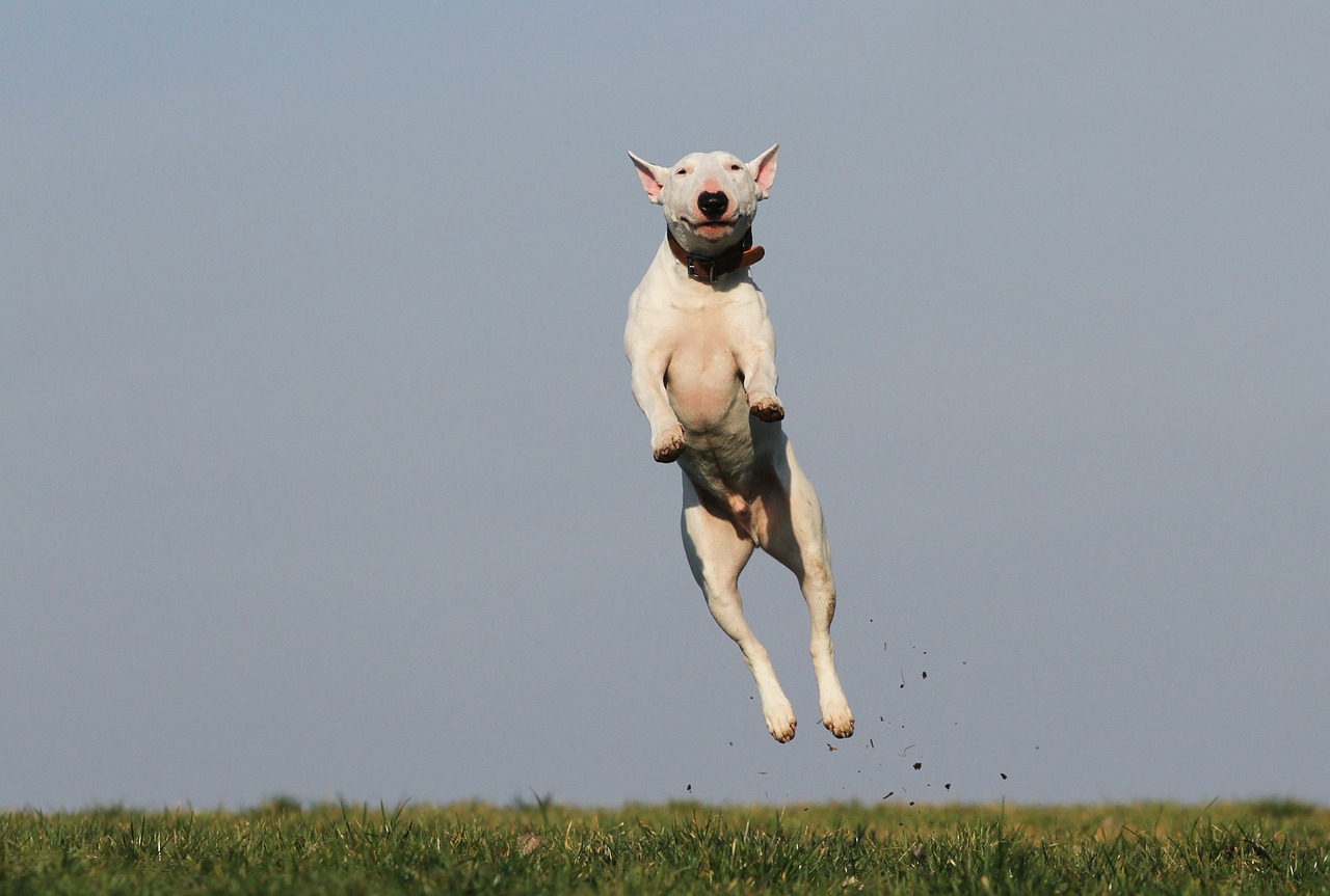 Must-Have Essential Skills for Border Collie Owners to Teach Their Dog