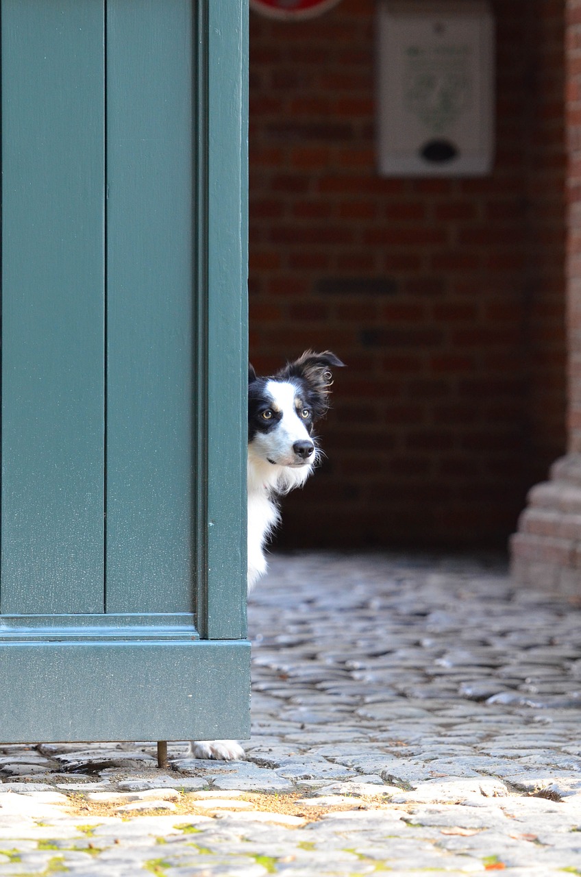 Step-by-Step Guide: Teaching Your Border Collie to Use a Dog Door