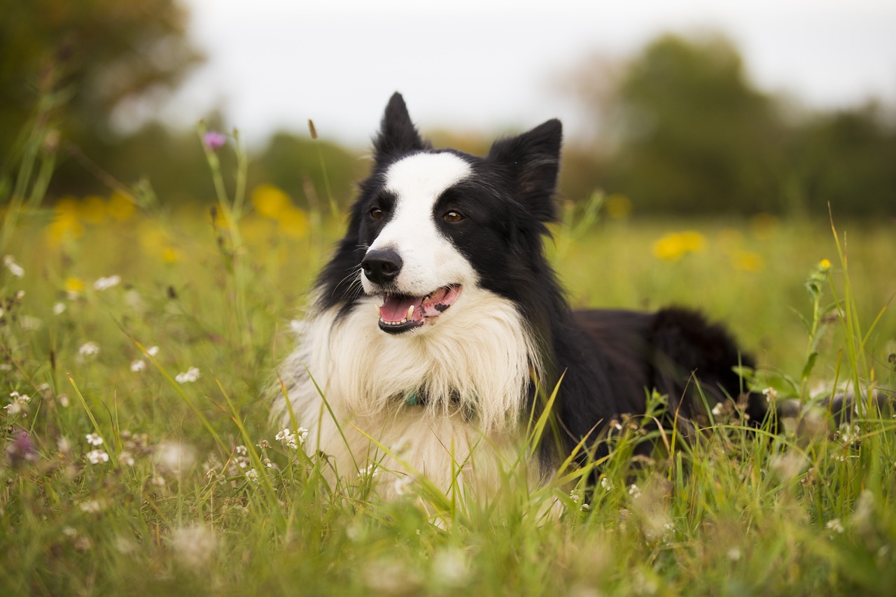 The Versatile Abilities of Border Collies in Tracking and Detection