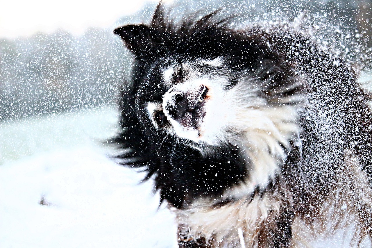 The Versatile Abilities of Border Collies in Tracking and Detection