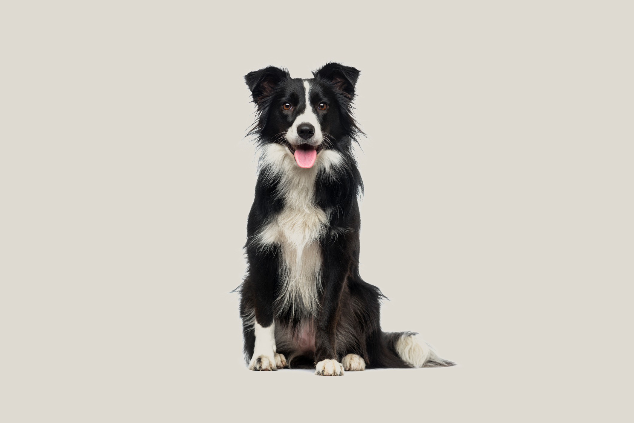 Tips for Managing Your Border Collies Weight