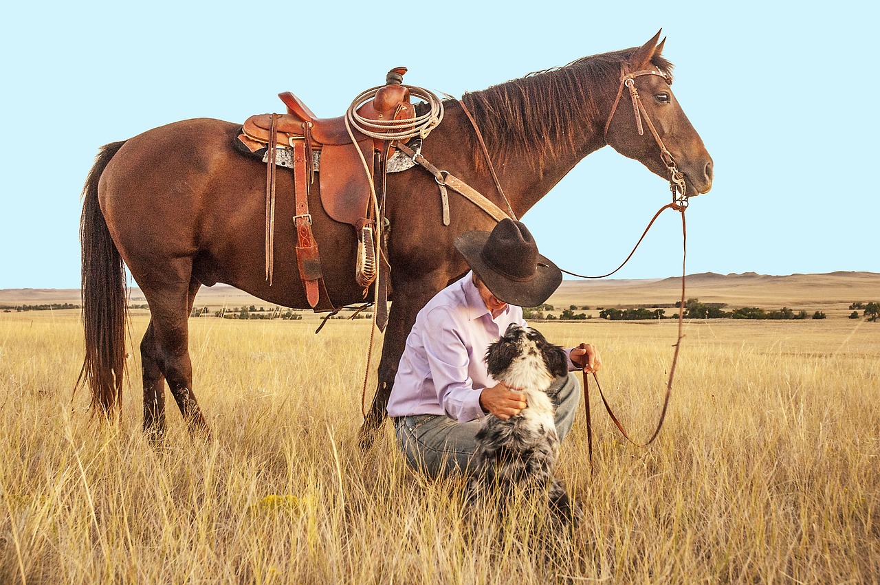 Training Your Border Collie to Use a Dog Door