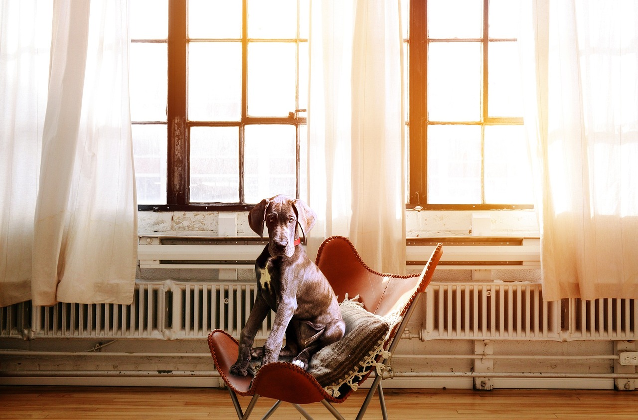 Training Your Border Collie to Use a Dog Door