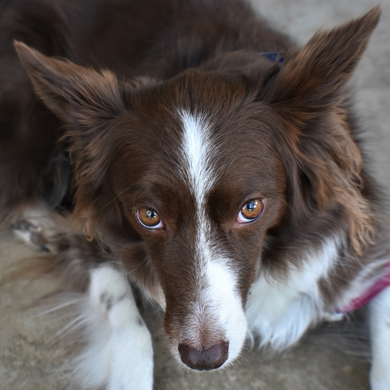 Adorable Border Collie Puppy