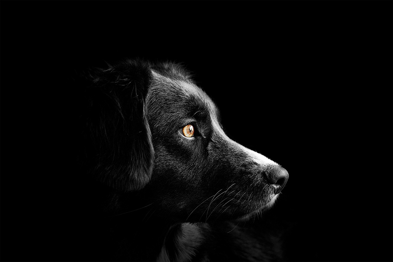 Adorable Border Collie Puppy