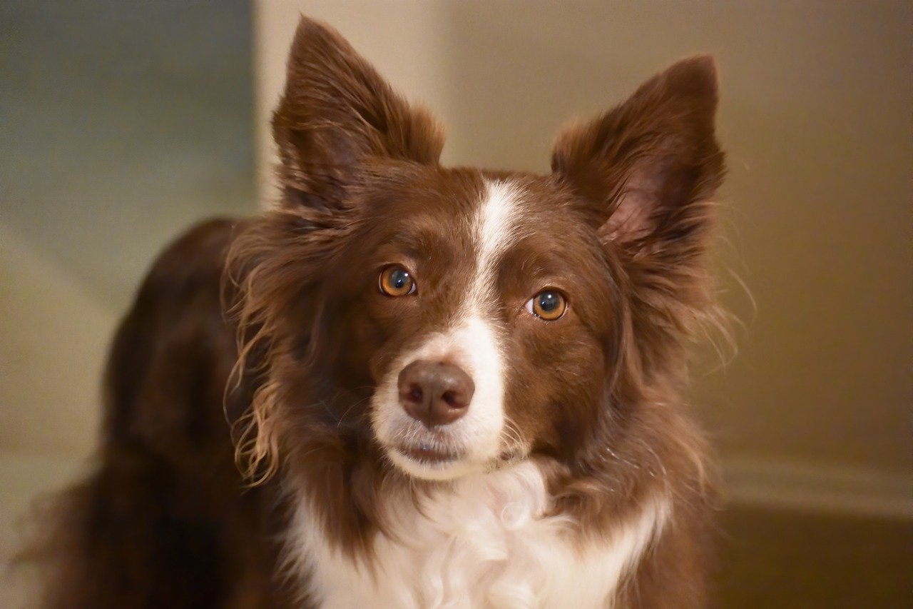 Adorable Border Collie Puppy