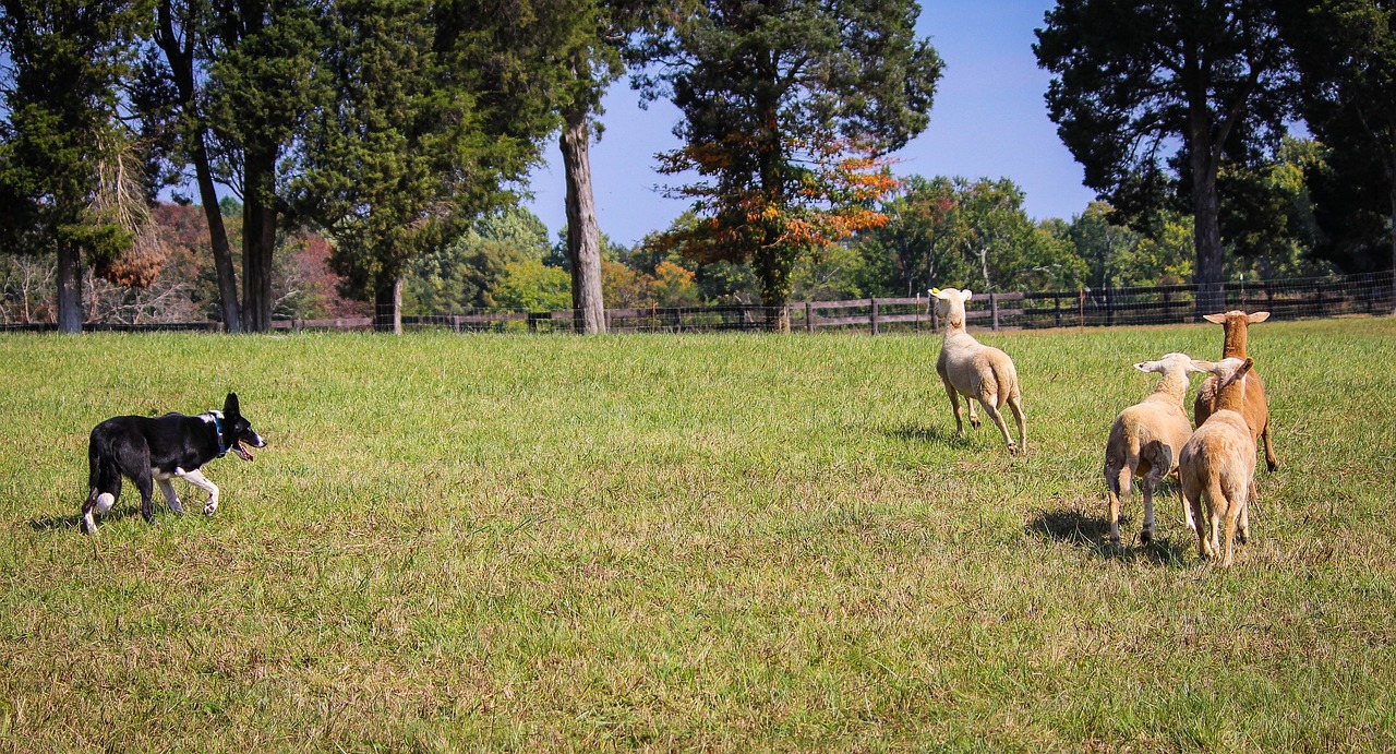 The Limitless Vocabulary of Border Collies