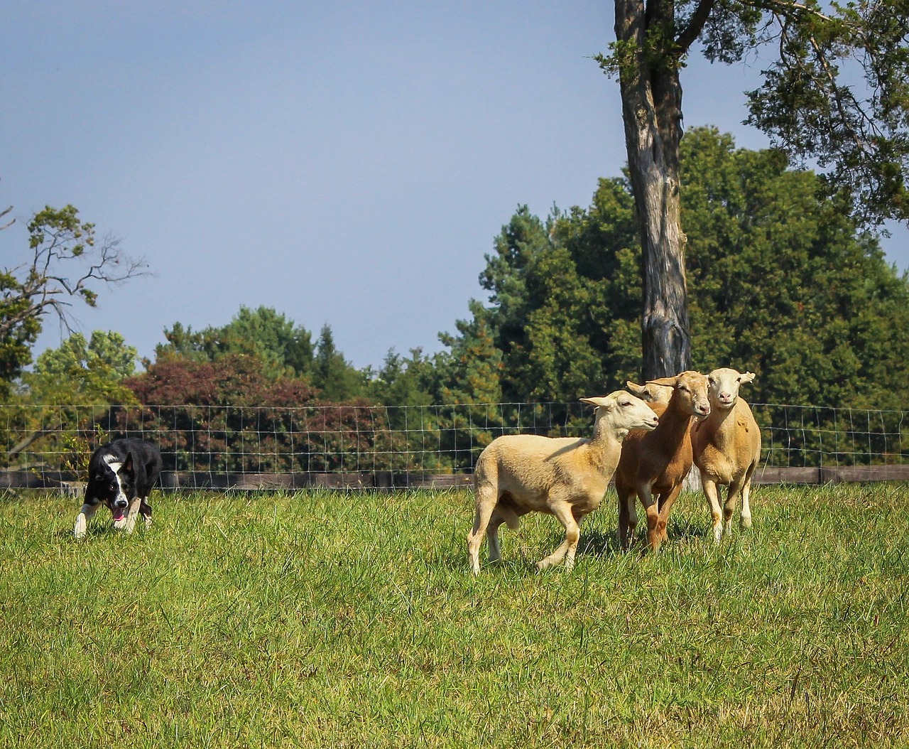 The Limitless Vocabulary of Border Collies