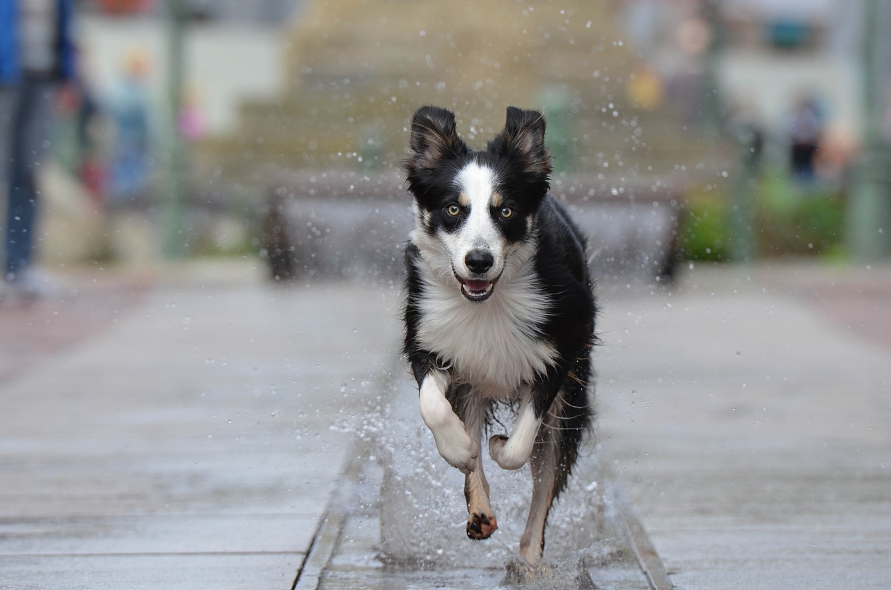 Understanding the Fear of Border Collies towards Strangers