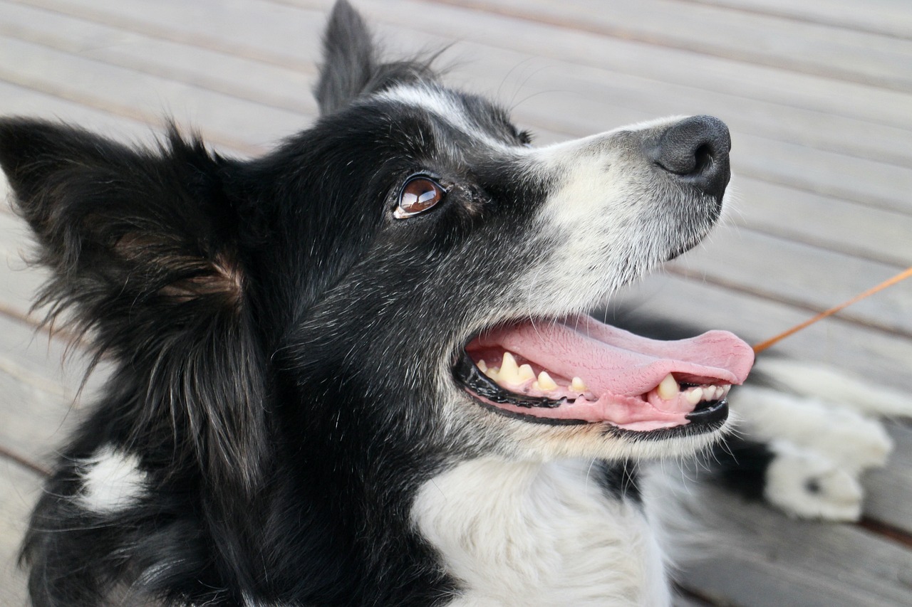 Understanding the Fear of Border Collies towards Strangers