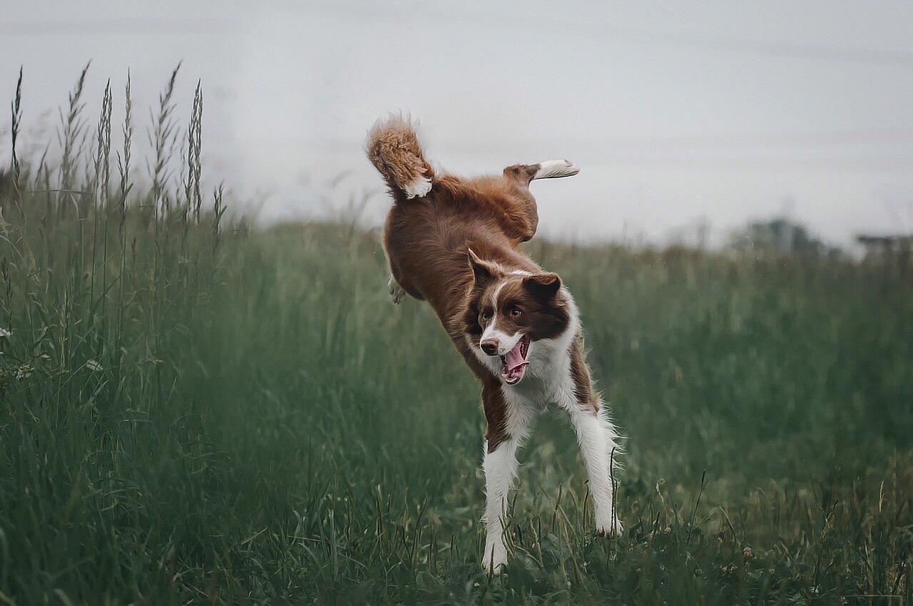 Understanding the Fear of Border Collies towards Strangers